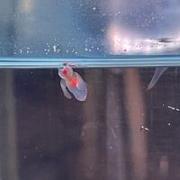 評論圖片 2