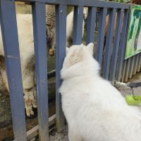 評論圖片 6