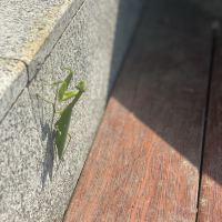 評論圖片 2