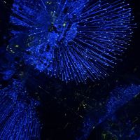 評論圖片 4