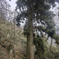 評論圖片 9