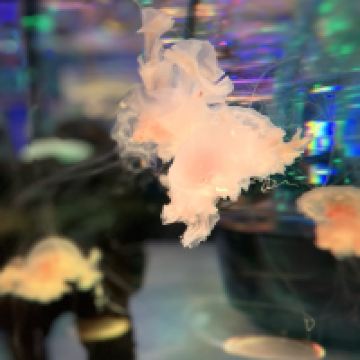 評論圖片 2