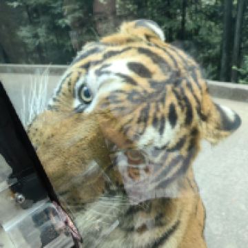 評論圖片 1