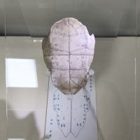 評論圖片 5