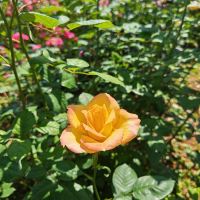 評論圖片 8