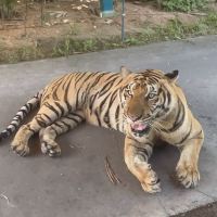 評論圖片 3
