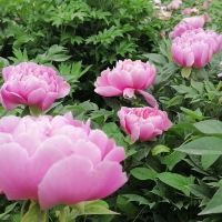 評論圖片 3