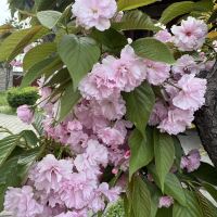 評論圖片 8