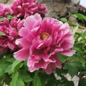 評論圖片 2