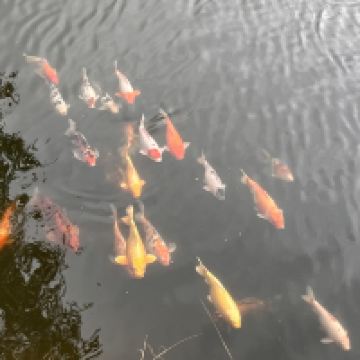 評論圖片 9