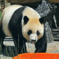 評論圖片 2