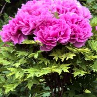 評論圖片 5