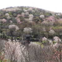 評論圖片 3