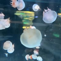 評論圖片 4