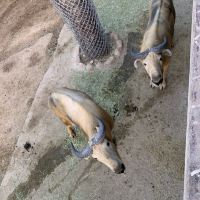 評論圖片 2