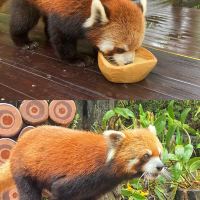 評論圖片 3