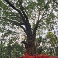 評論圖片 9
