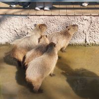 評論圖片 9