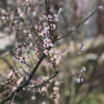 評論圖片 6