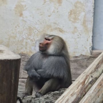 評論圖片 7