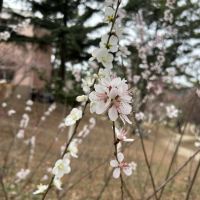 評論圖片 1