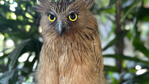 Hidden Mini Zoo Bali attraction in Bali