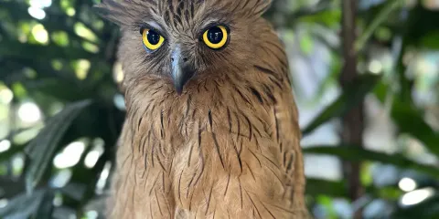 Hidden Canyon Mini Zoo