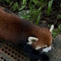 評論圖片 3