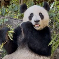 評論圖片 1