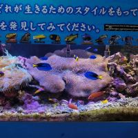 評論圖片 1