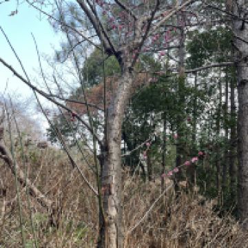 評論圖片 7