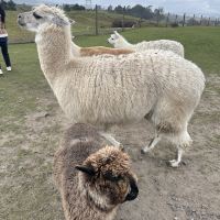 評論圖片 7