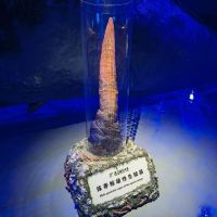 評論圖片 9