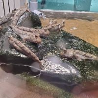 評論圖片 4