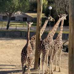 Zoo Aquarium de Madrid