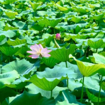 評論圖片 5