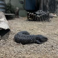 評論圖片 6