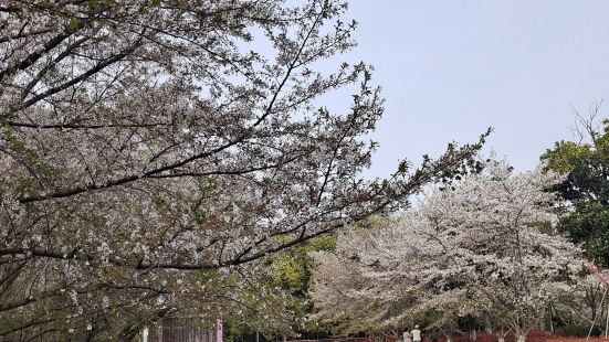 园博园的樱花主要分布在樱花大道两旁，早一周去就好了，这几天樱