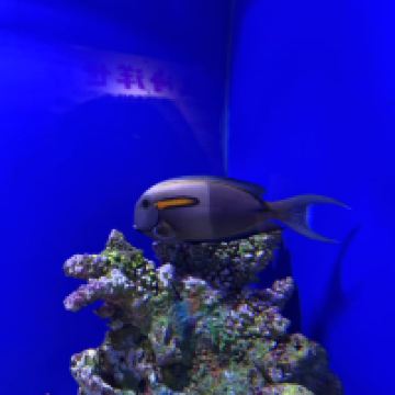 評論圖片 2