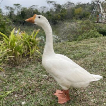 評論圖片 4
