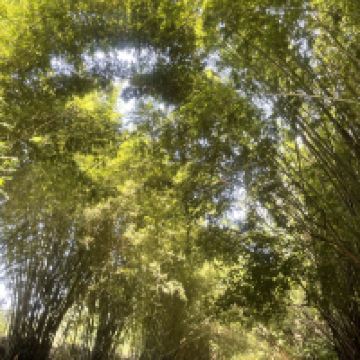 評論圖片 1