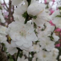 評論圖片 7