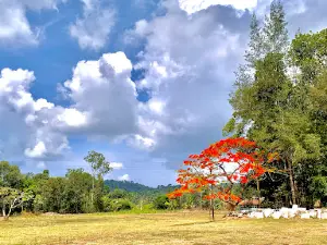 R K Farm (Coorg Ethnic)