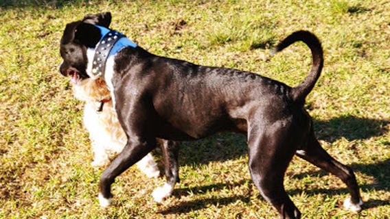 Oak Flats Dog Park