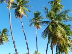 Pantai Sai Oebole