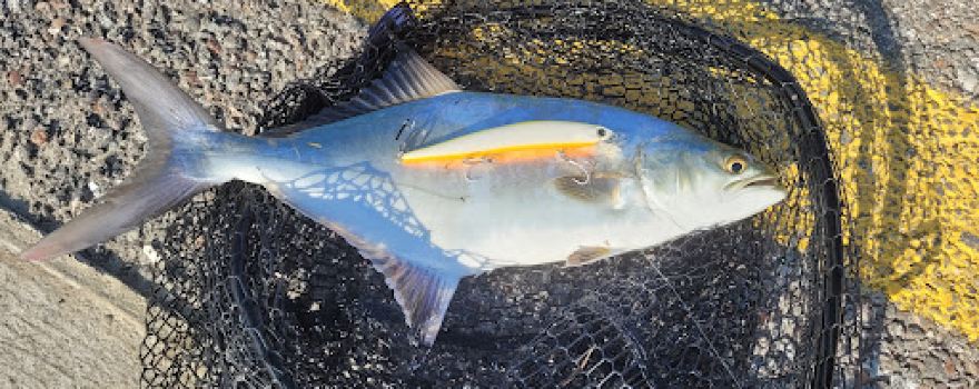 Blue Marlin Di Montanari Marco