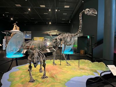 Museum and Art Gallery of the Northern Territory