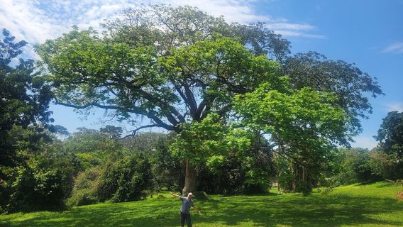Entebbe Botanical Garden