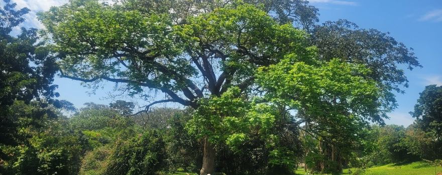 Entebbe Botanical Garden