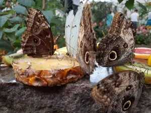 Motylarnia
